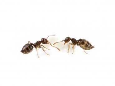 Crematogaster cf. erecta